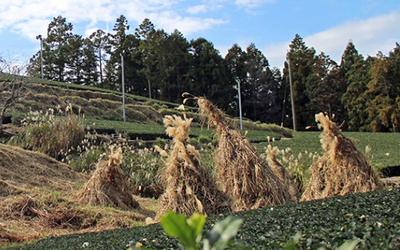 お茶に関する世界農業遺産 GIASH related to Tea
