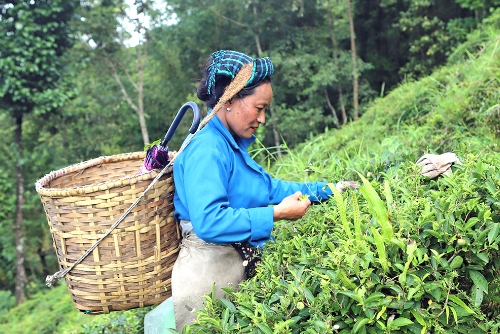お茶の栽培と製造方法