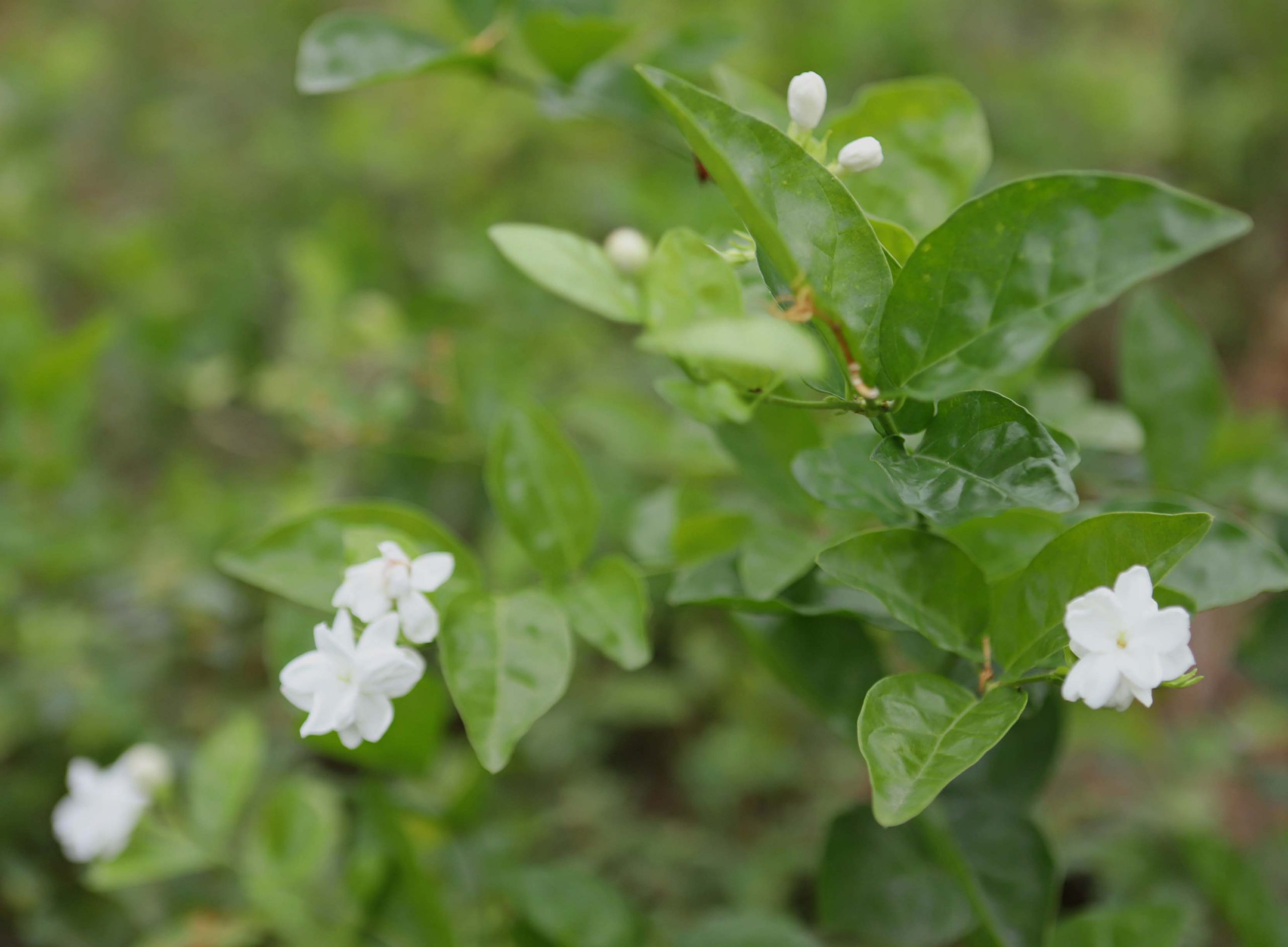 3 福州のジャスミン 茶栽培システム 中国 Drink Leaf Tea And Protect Nature Chamart