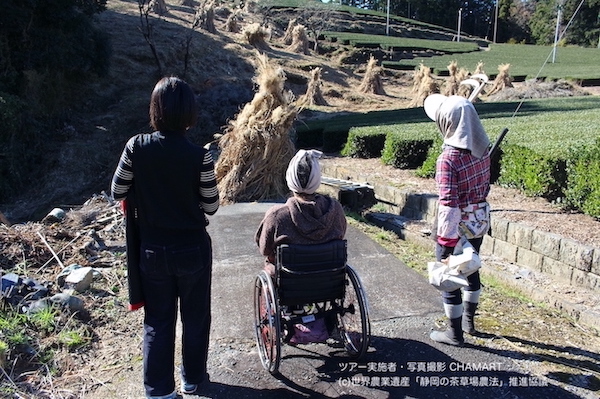 車椅子で行く世界農業遺産「静岡の茶草場農法」