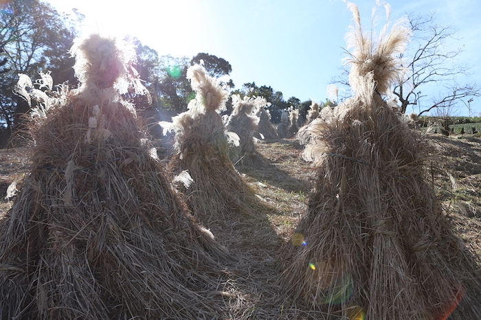 Shizuoka’s CHAGUSABA farming method “Kapposhi, drying grasses” (Dec. 2020)